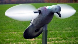 Balaban MOJO Pigeon - Pigeon