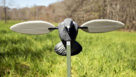 Balaban MOJO Pigeon - Pigeon