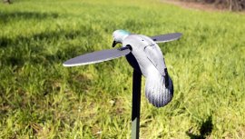 Balaban MOJO Pigeon - Pigeon