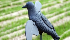 Balaban MOJO Crow - Crow
