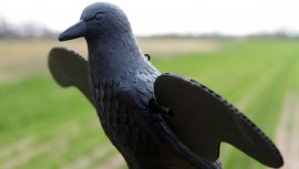 Balaban MOJO Crow - Crow