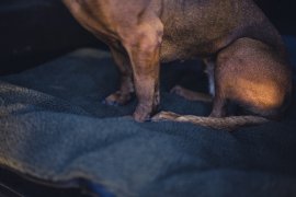 Blanket for dog Deerhunter 70x100cm
