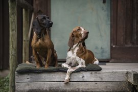 Blanket for dog Deerhunter 70x100cm