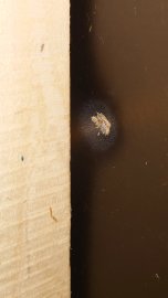 Review: Pellets JSB Exact King Heavy 6.35mm 300pcs - 2