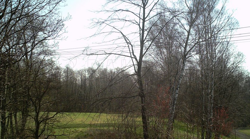 ForestCam Tiny