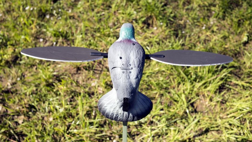 Balaban MOJO Pigeon - Pigeon