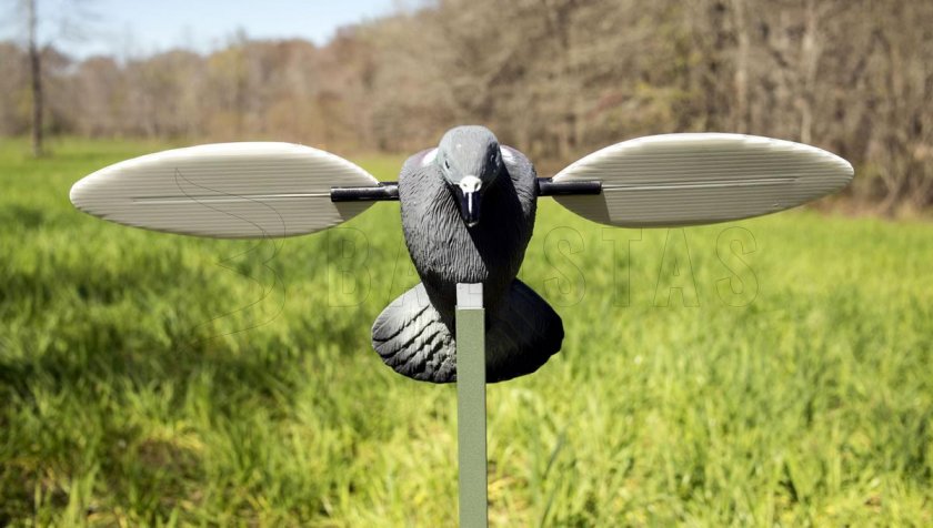 Balaban MOJO Pigeon - Pigeon