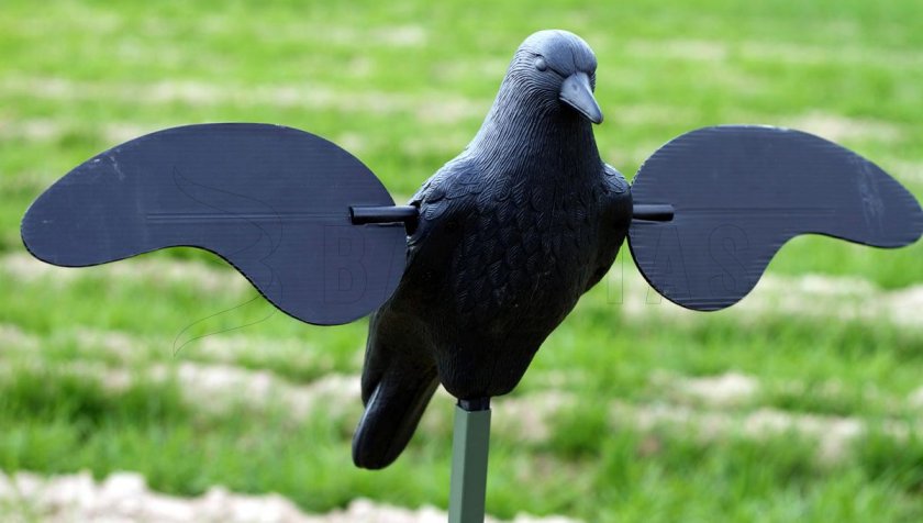 Balaban MOJO Crow - Crow