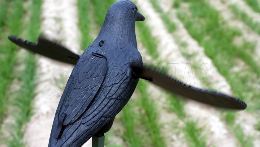 Balaban MOJO Crow - Crow