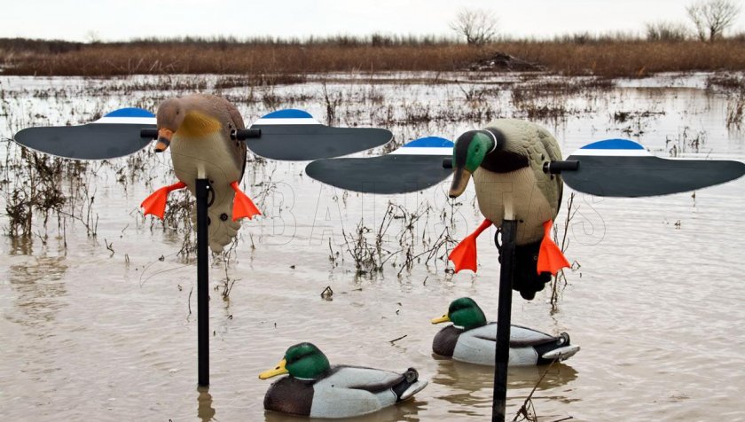 Balaban MOJO Mallard Drake - Wild Duck