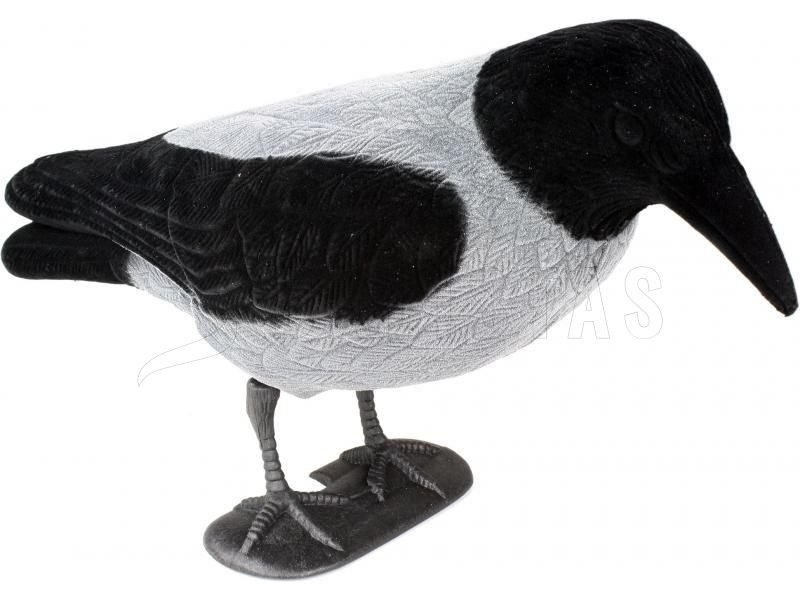 Balaban crow ashy whole body to universal carousel