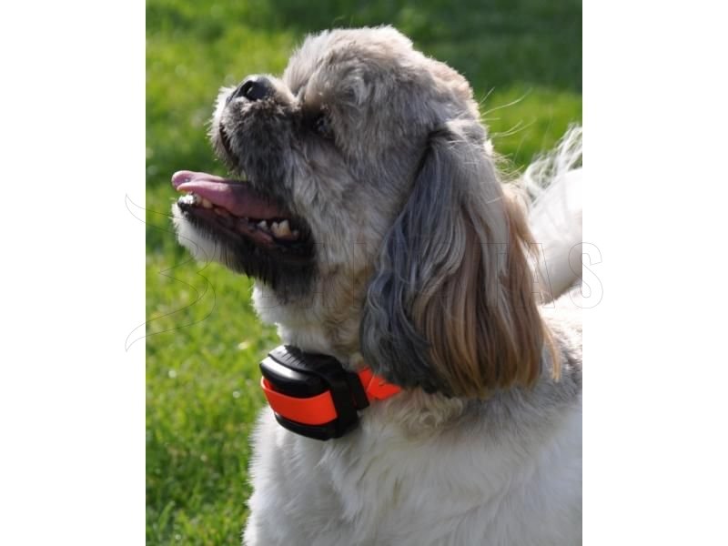 Dogtrace d-control professional 2000 mini orange collar