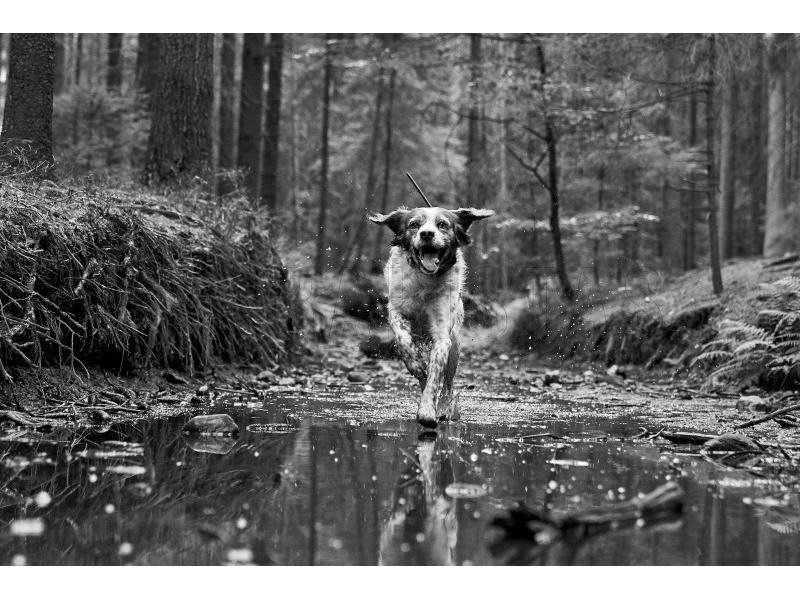 GPS locator Dogtrace DOG GPS X30T