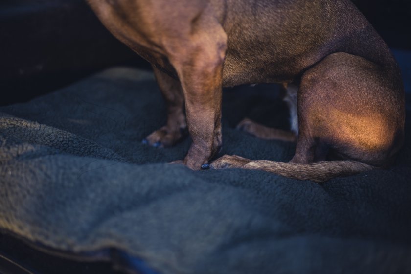 Blanket for dog Deerhunter 70x100cm
