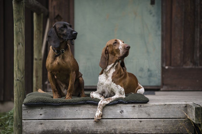 Blanket for dog Deerhunter 70x100cm